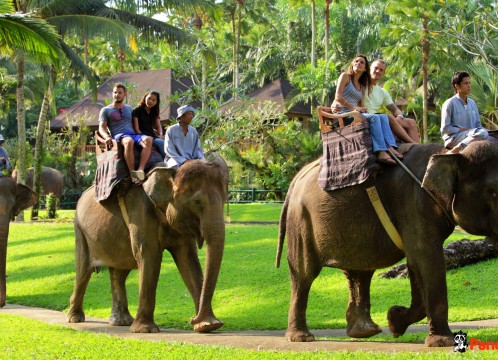 エレファントサファリ_02